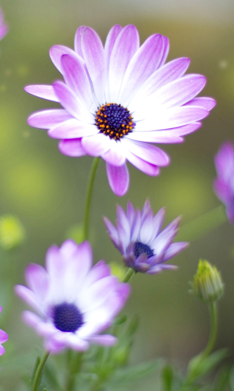 Summer Flowers wallpaper 480x800