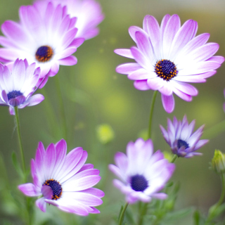 Summer Flowers - Obrázkek zdarma pro Nokia 6100