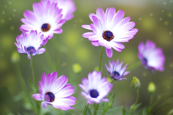 Summer Flowers wallpaper