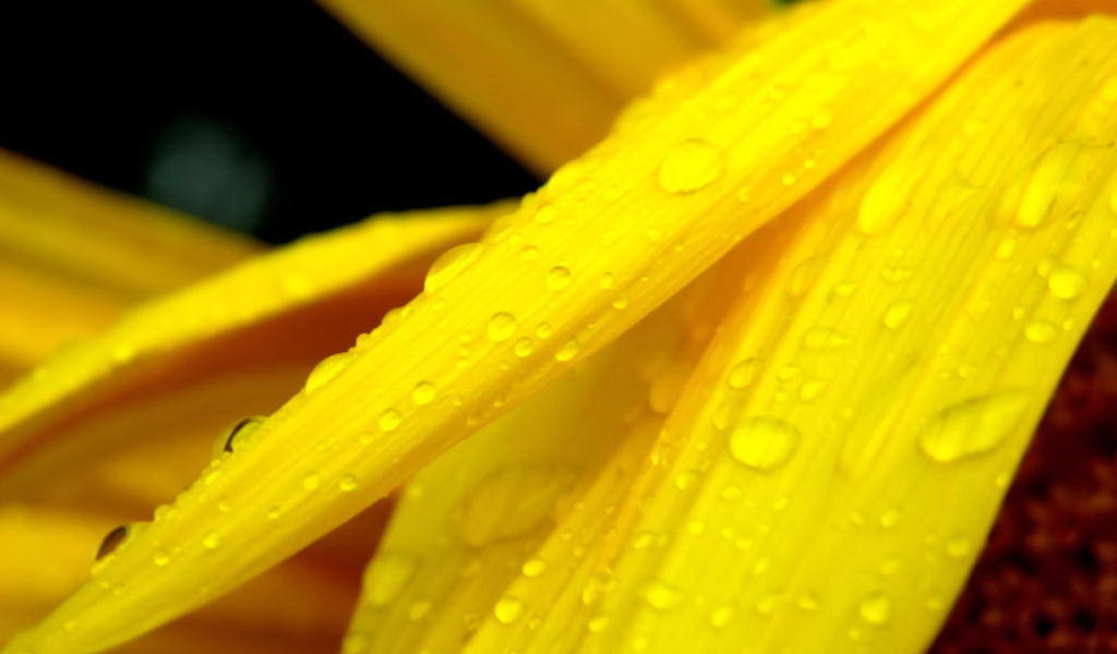 Screenshot №1 pro téma Yellow Flower With Drops 1024x600