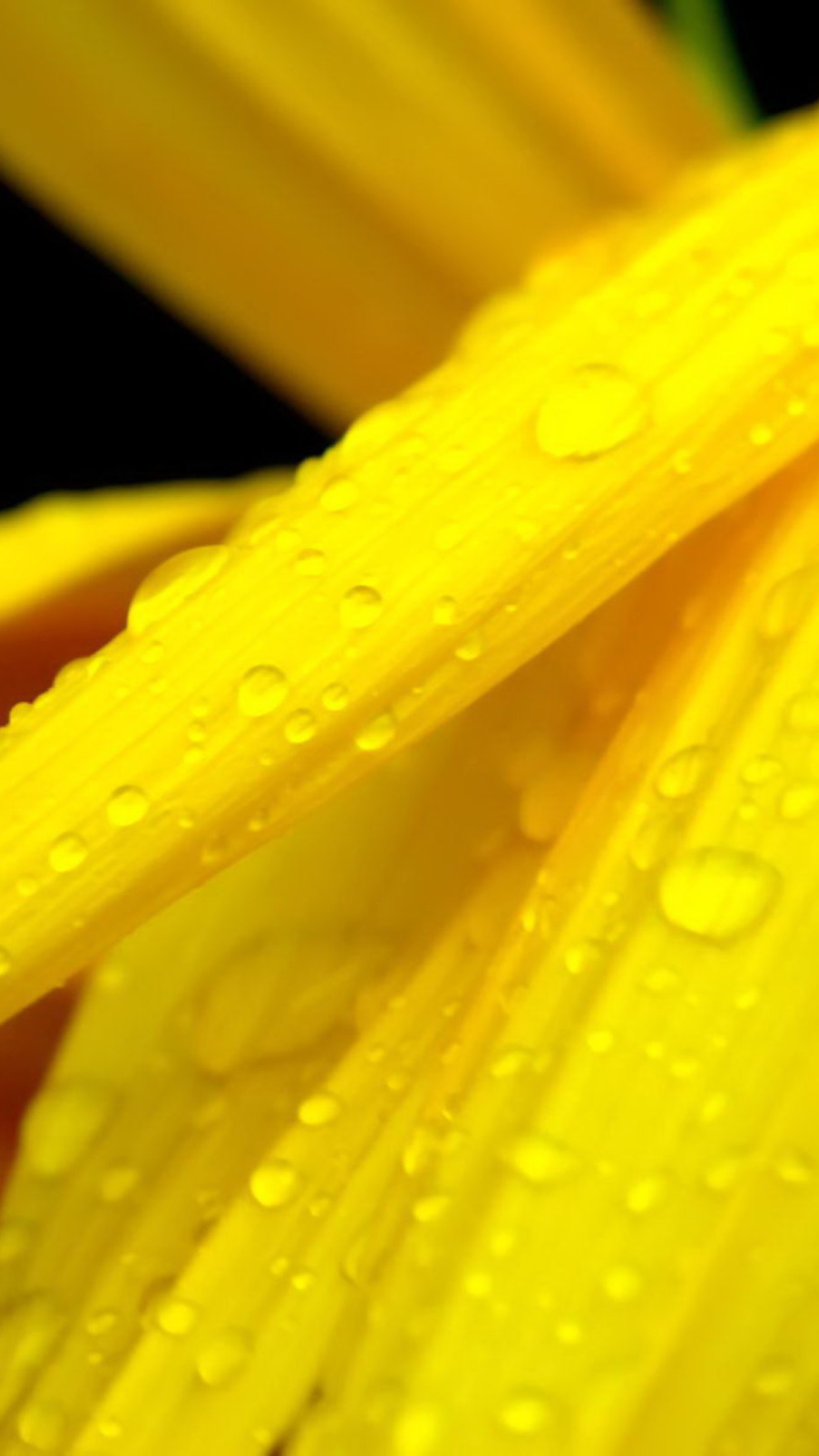 Sfondi Yellow Flower With Drops 1080x1920