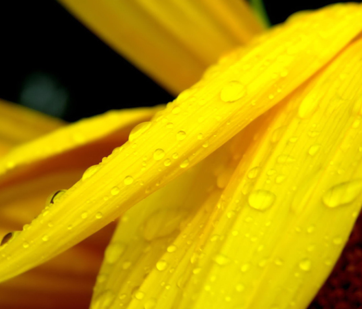 Обои Yellow Flower With Drops 1200x1024