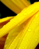 Das Yellow Flower With Drops Wallpaper 128x160