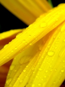 Das Yellow Flower With Drops Wallpaper 132x176