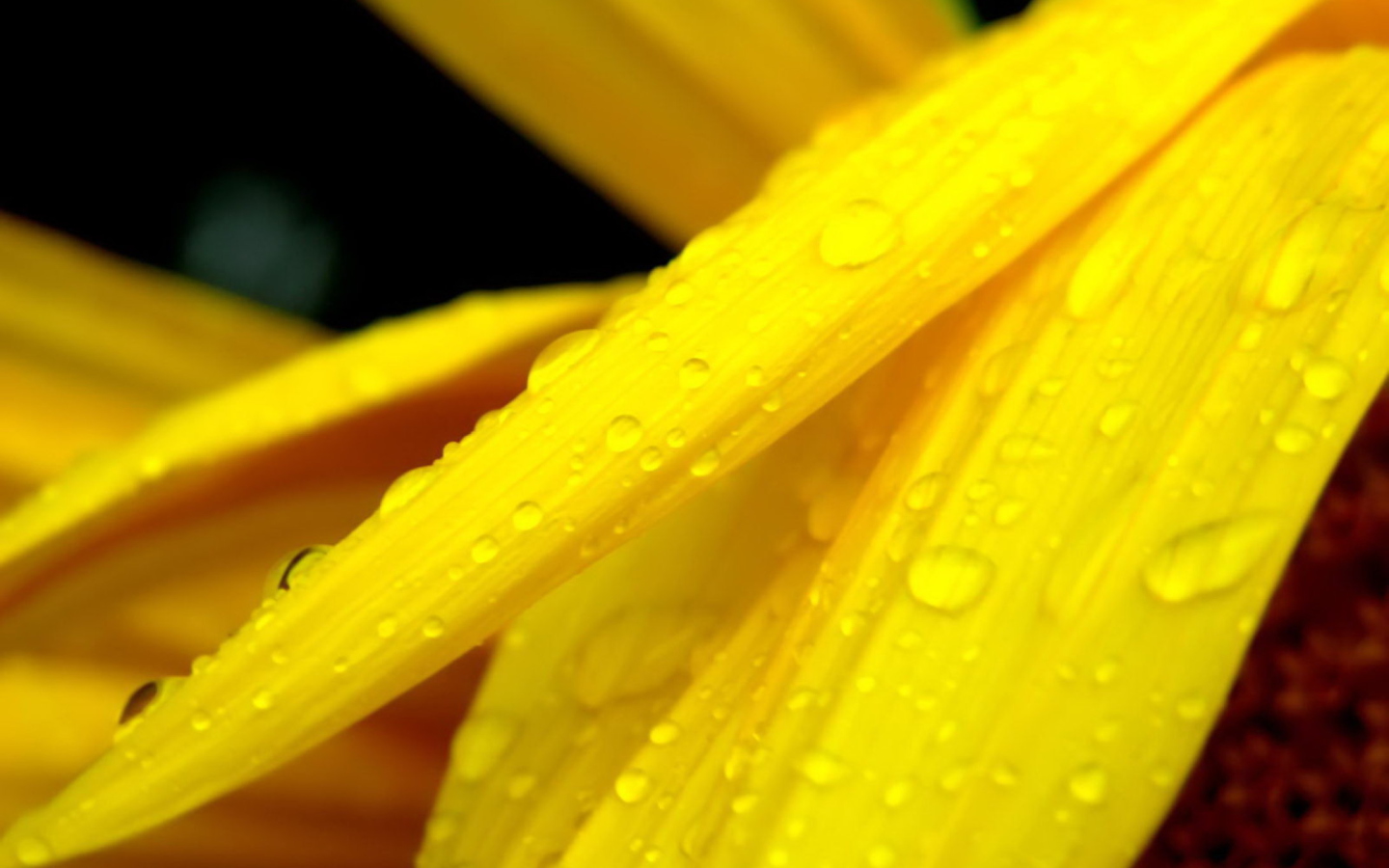 Yellow Flower With Drops screenshot #1 1440x900