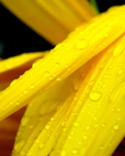 Das Yellow Flower With Drops Wallpaper 176x220