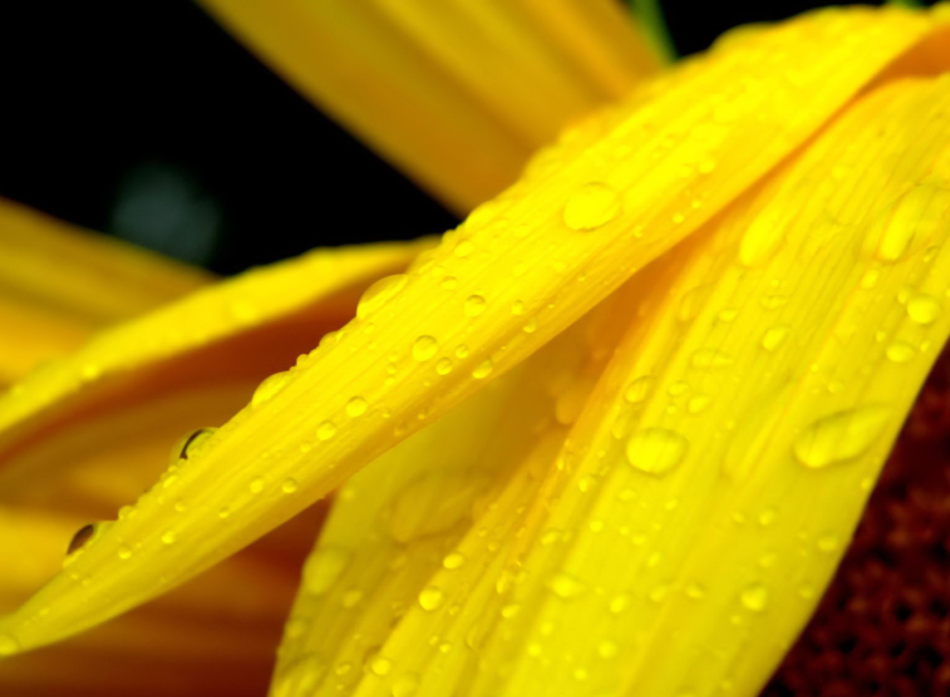 Обои Yellow Flower With Drops 1920x1408