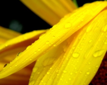 Обои Yellow Flower With Drops 220x176