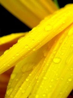 Обои Yellow Flower With Drops 240x320