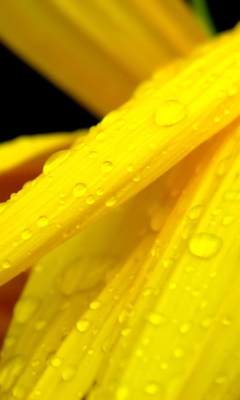 Das Yellow Flower With Drops Wallpaper 240x400