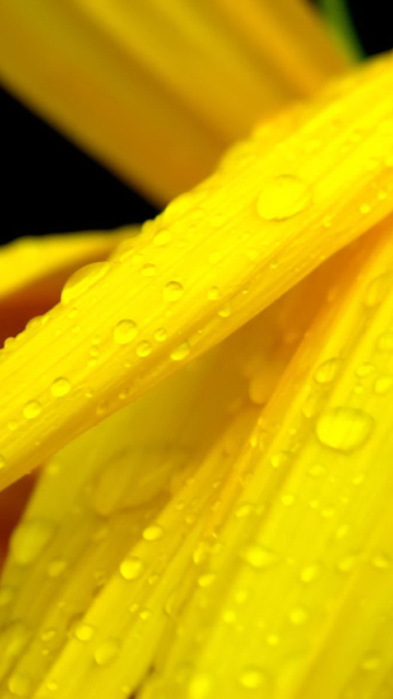 Das Yellow Flower With Drops Wallpaper 360x640