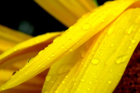 Fondo de pantalla Yellow Flower With Drops 480x320