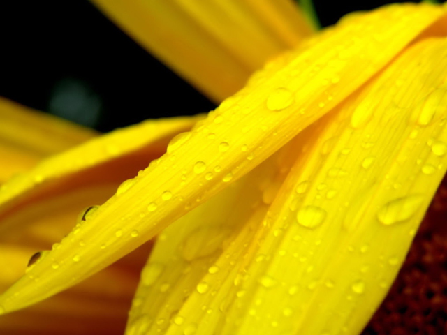 Das Yellow Flower With Drops Wallpaper 640x480