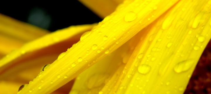 Sfondi Yellow Flower With Drops 720x320