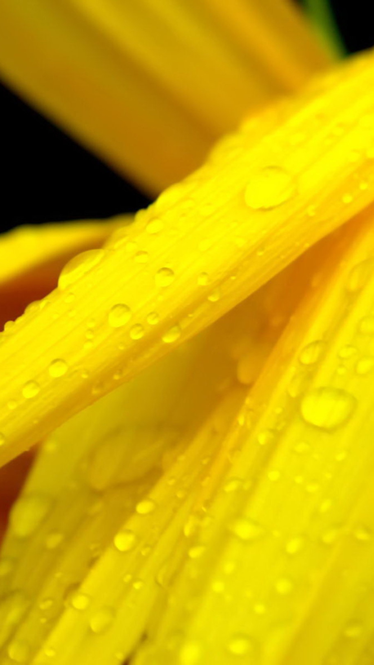 Sfondi Yellow Flower With Drops 750x1334