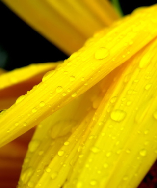 Yellow Flower With Drops sfondi gratuiti per iPhone 6 Plus