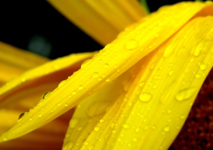 Fondo de pantalla Yellow Flower With Drops