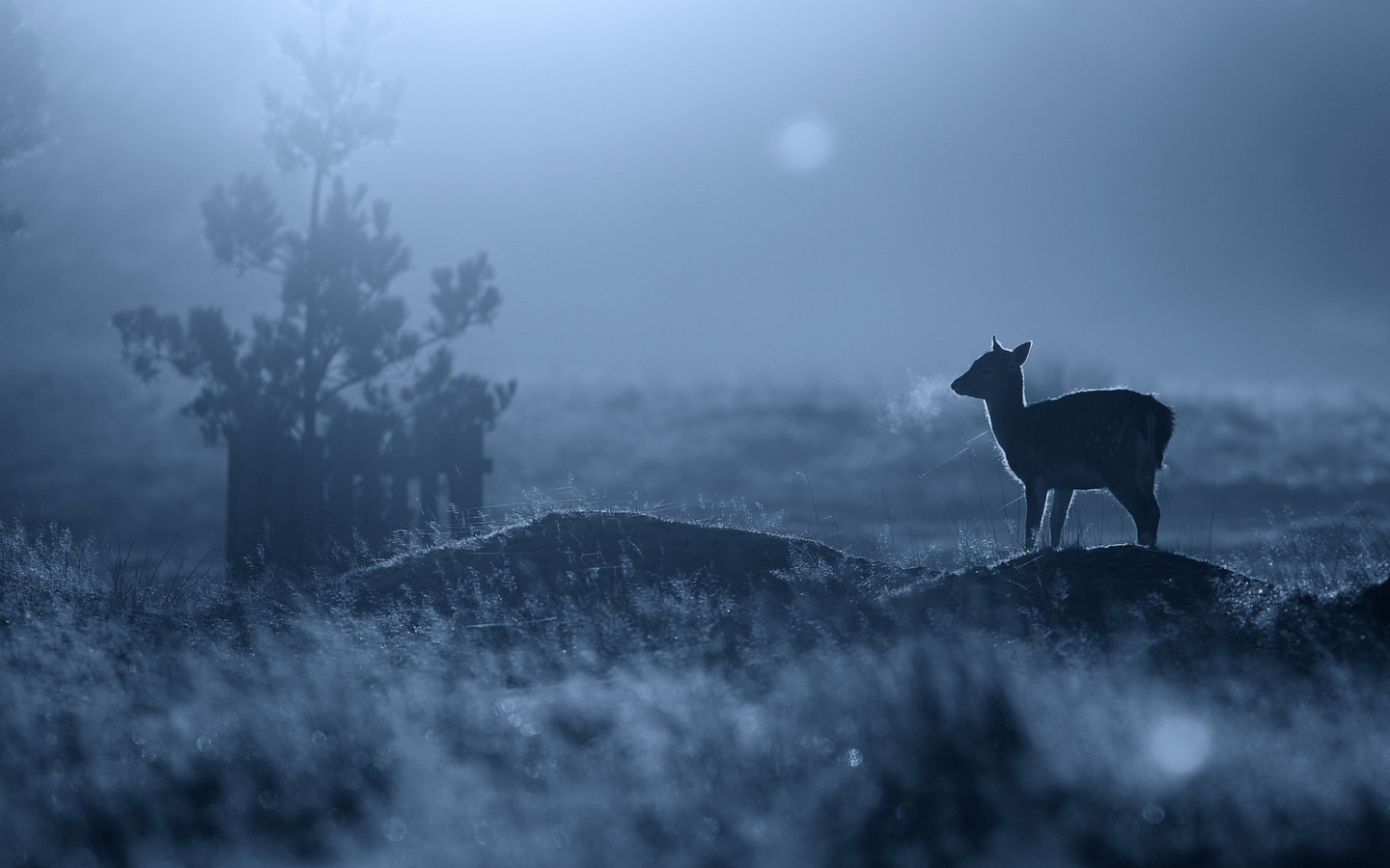 Fondo de pantalla Baby Deer 1440x900