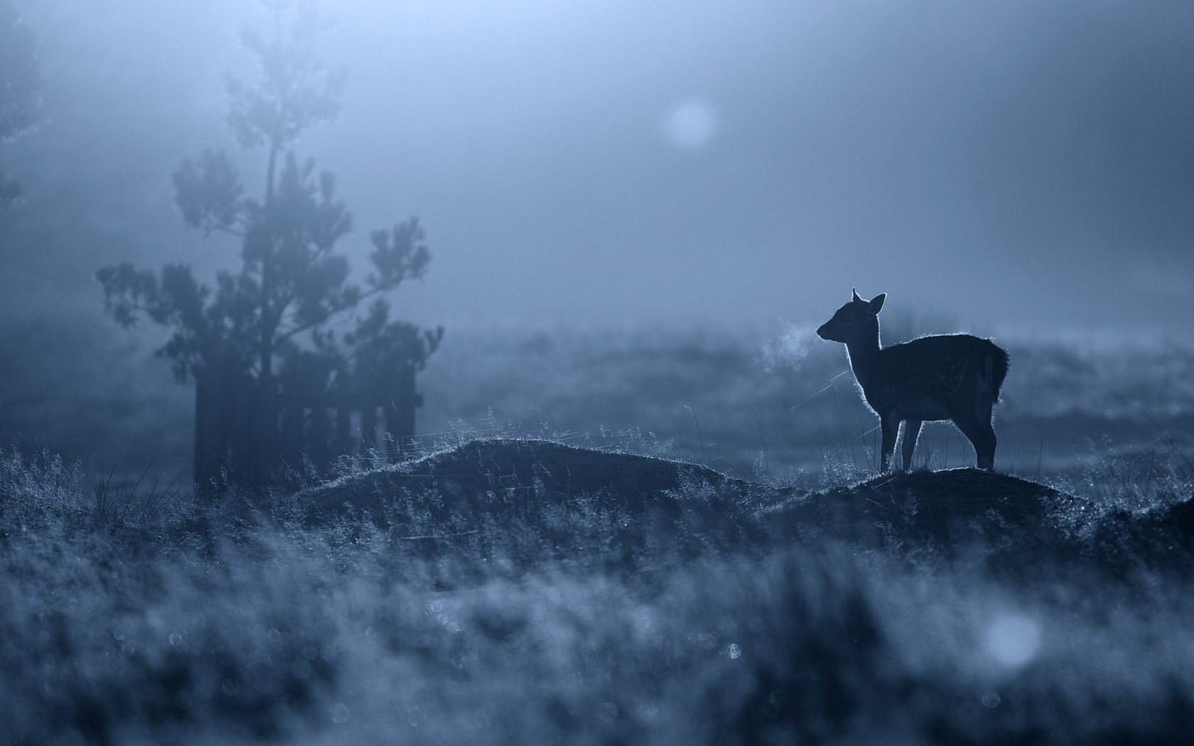 Das Baby Deer Wallpaper 1680x1050