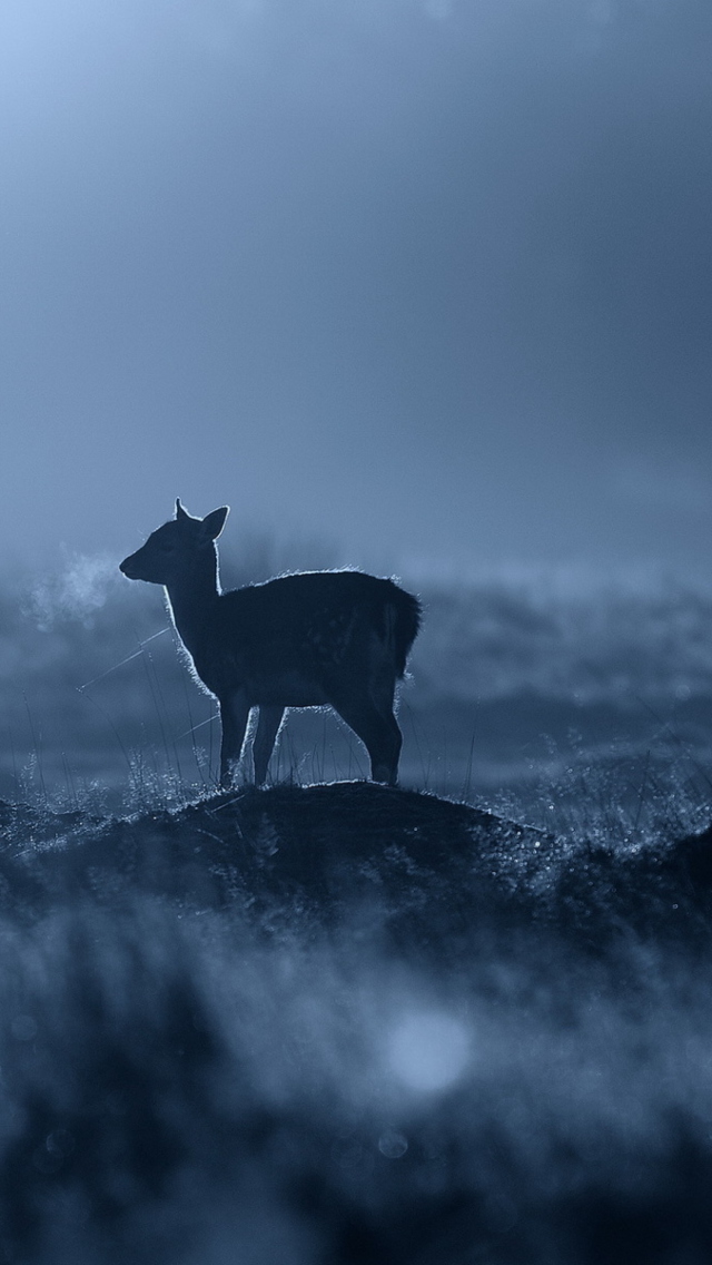Baby Deer screenshot #1 640x1136