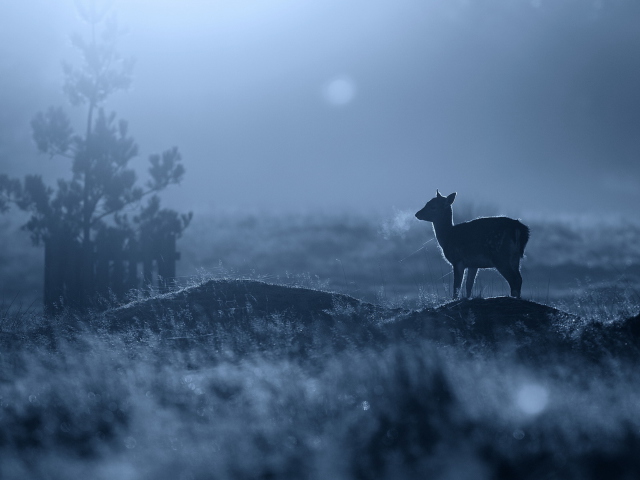 Baby Deer screenshot #1 640x480