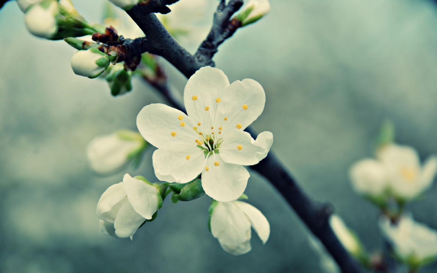 Fondo de pantalla Spring Flowers 1440x900