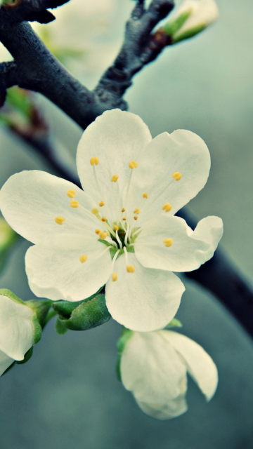 Spring Flowers wallpaper 360x640