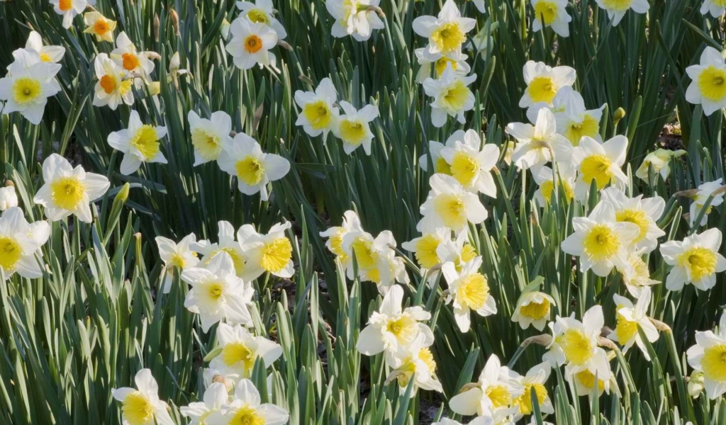 Daffodils wallpaper 1024x600