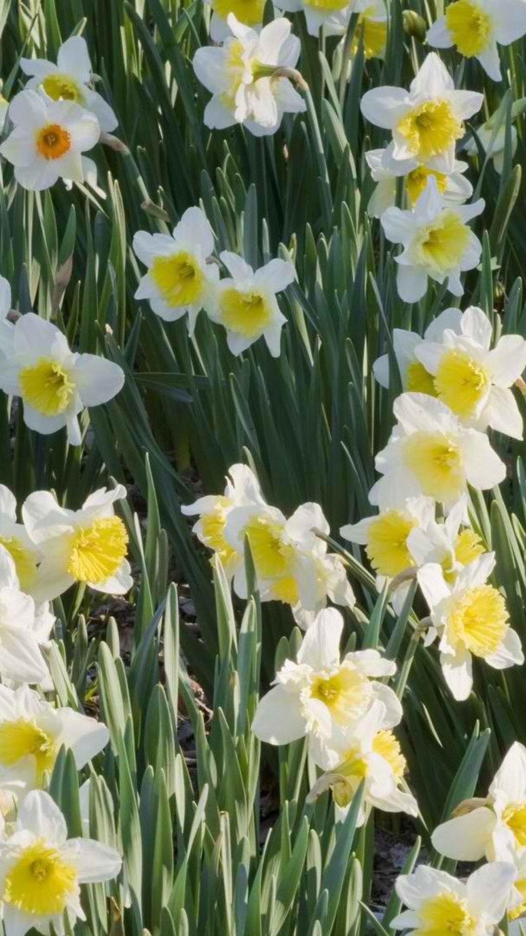 Обои Daffodils 1080x1920