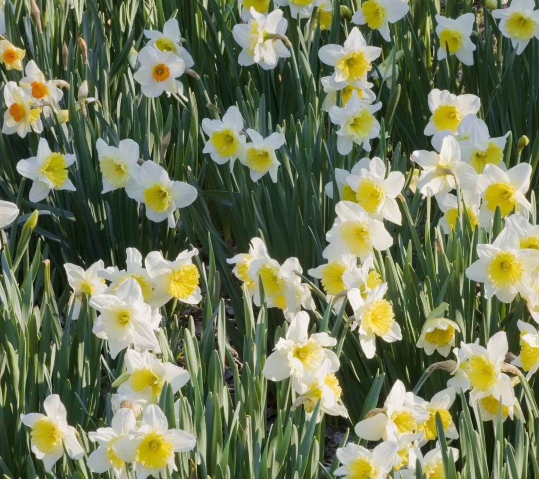 Fondo de pantalla Daffodils 1080x960