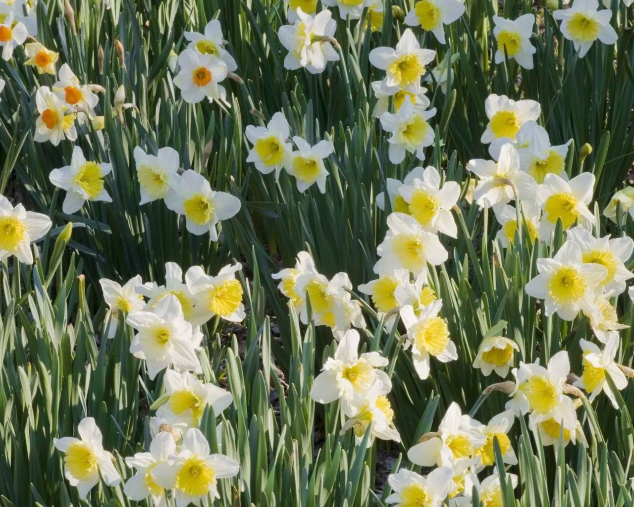 Das Daffodils Wallpaper 1280x1024