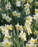 Fondo de pantalla Daffodils 128x160