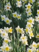 Screenshot №1 pro téma Daffodils 132x176