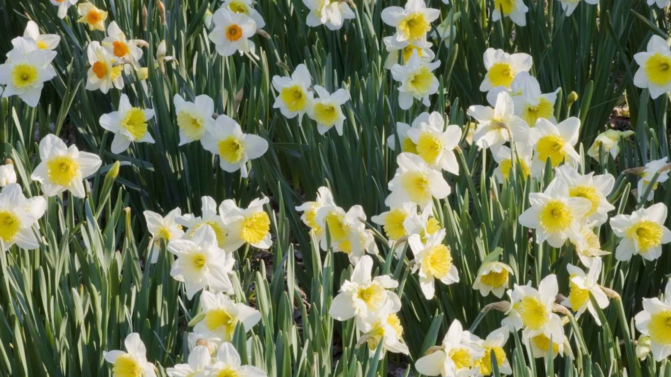 Daffodils wallpaper 1366x768