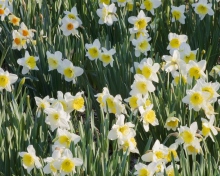 Daffodils wallpaper 220x176