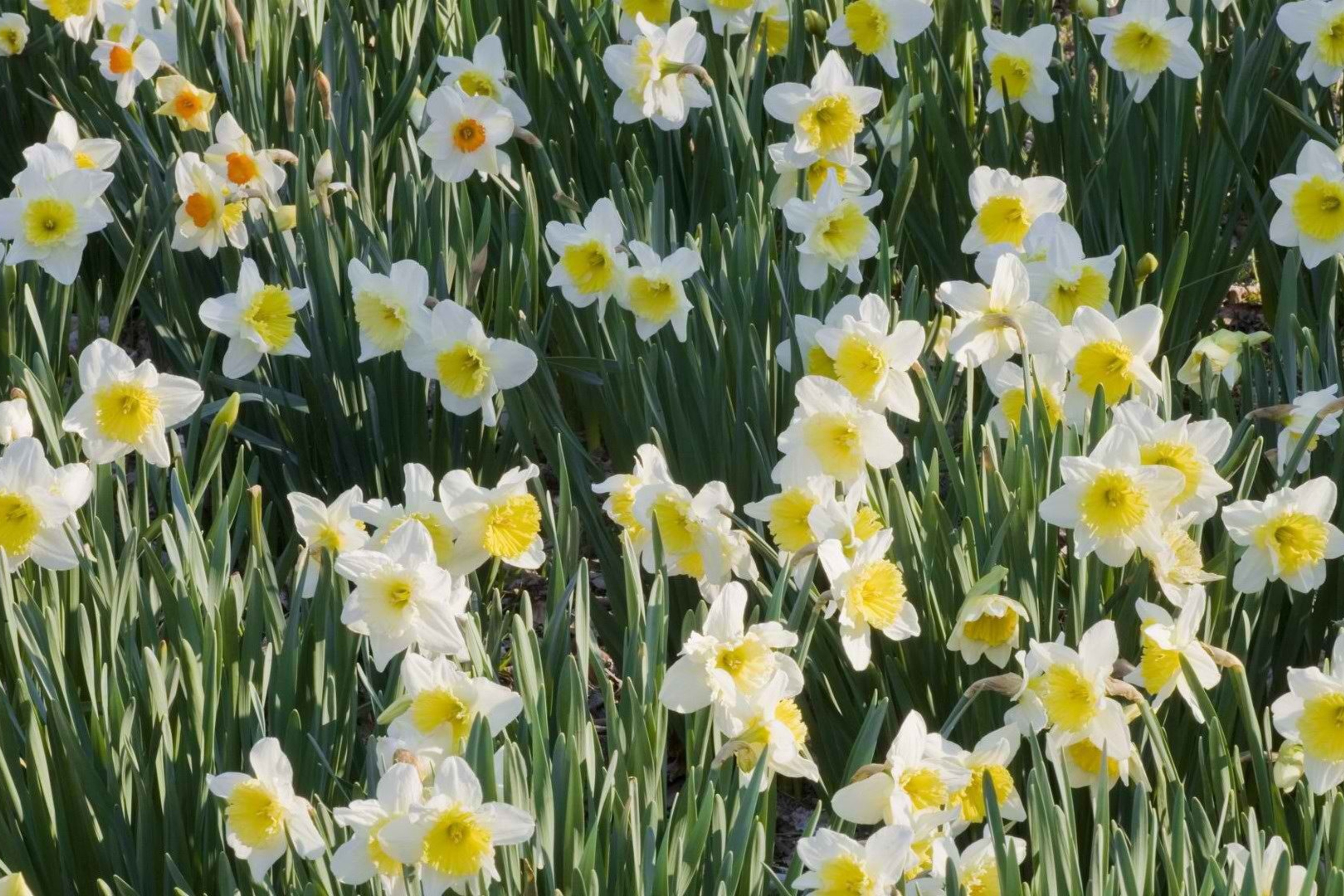 Daffodils wallpaper 2880x1920