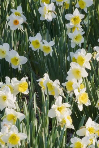 Daffodils wallpaper 320x480