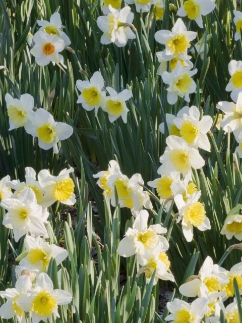 Daffodils wallpaper 480x640