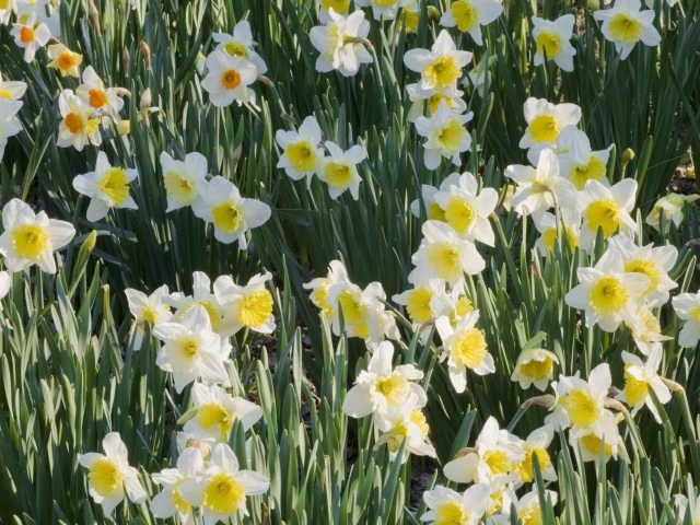 Fondo de pantalla Daffodils 640x480