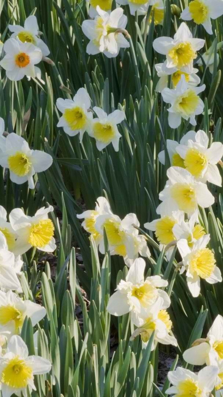 Sfondi Daffodils 750x1334