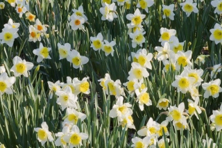 Daffodils Background for Android, iPhone and iPad