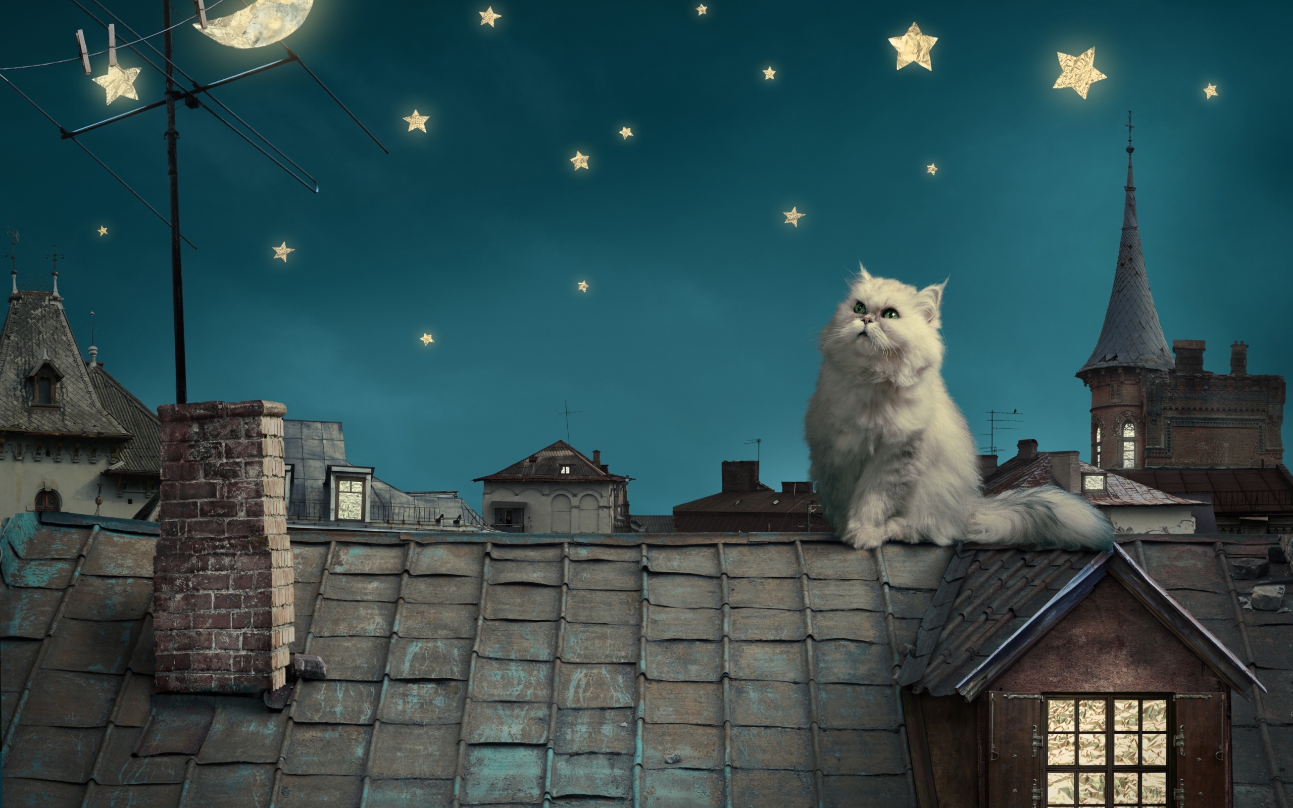 Das Cat World Wallpaper 2560x1600