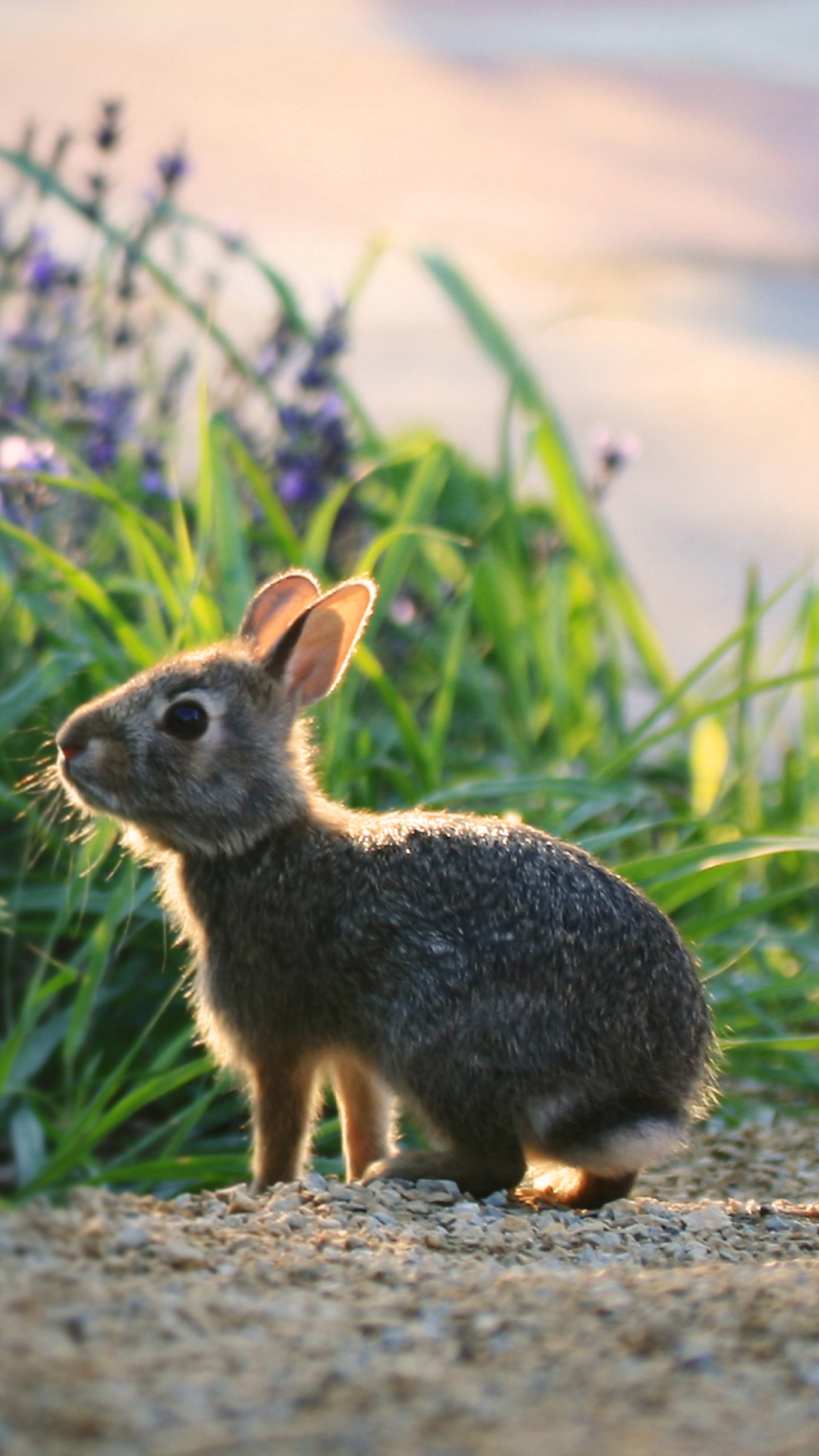 Screenshot №1 pro téma Little Grey Bunny 1080x1920