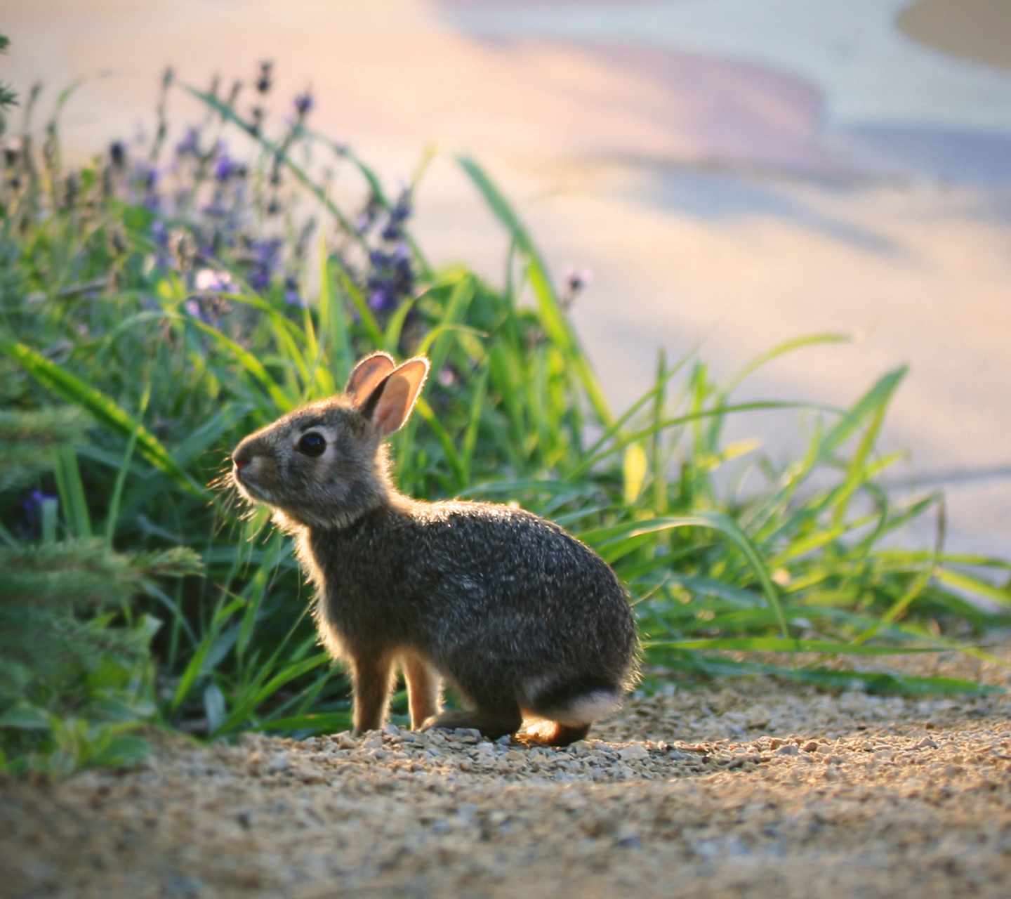 Sfondi Little Grey Bunny 1440x1280