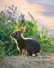 Little Grey Bunny wallpaper 176x220