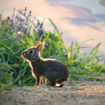 Little Grey Bunny wallpaper 208x208