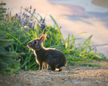 Little Grey Bunny wallpaper 220x176