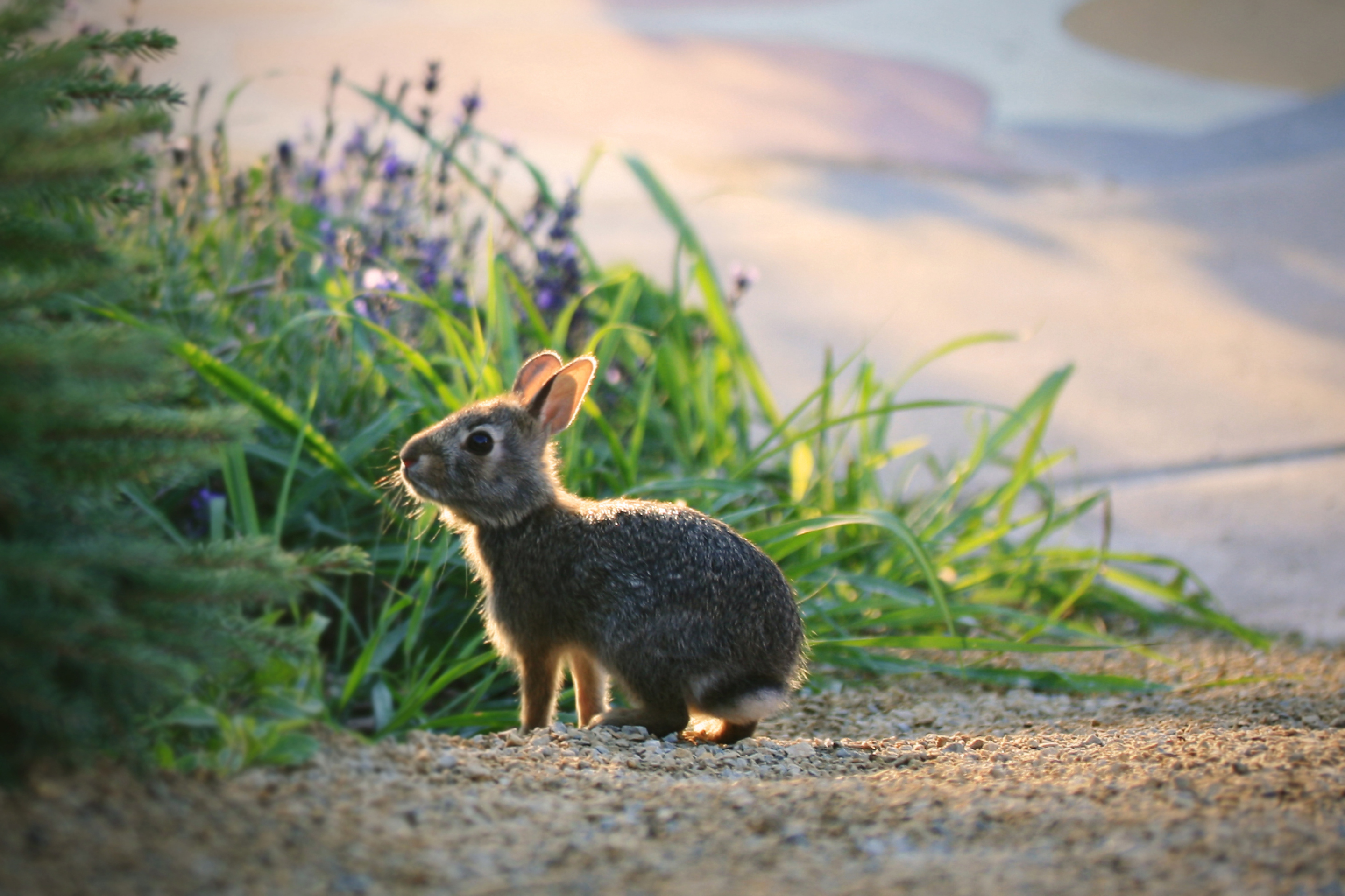 Little Grey Bunny wallpaper 2880x1920