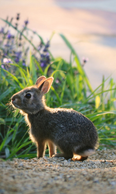 Little Grey Bunny wallpaper 480x800