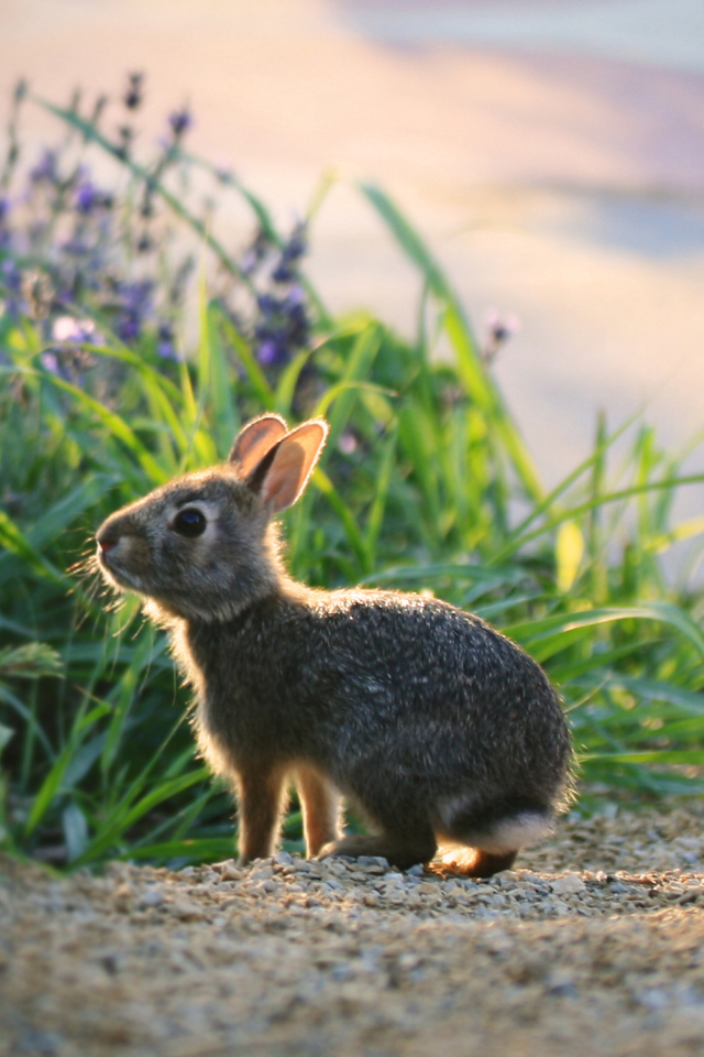 Little Grey Bunny wallpaper 640x960